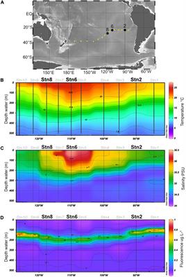 Extensive Microbial Processing of Polysaccharides in the South Pacific Gyre via Selfish Uptake and Extracellular Hydrolysis